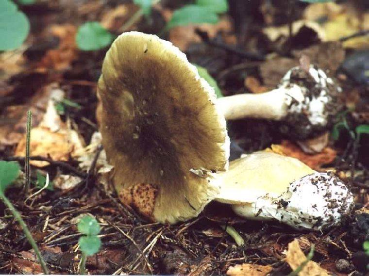 В Оренбуржье 4 человека отравились грибами