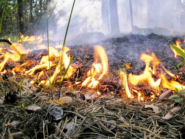 В Оренбуржье введен особый противопожарный режим