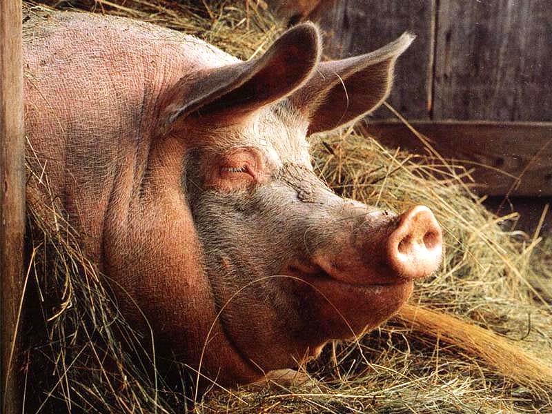 230 свиней отравились угарным газом
