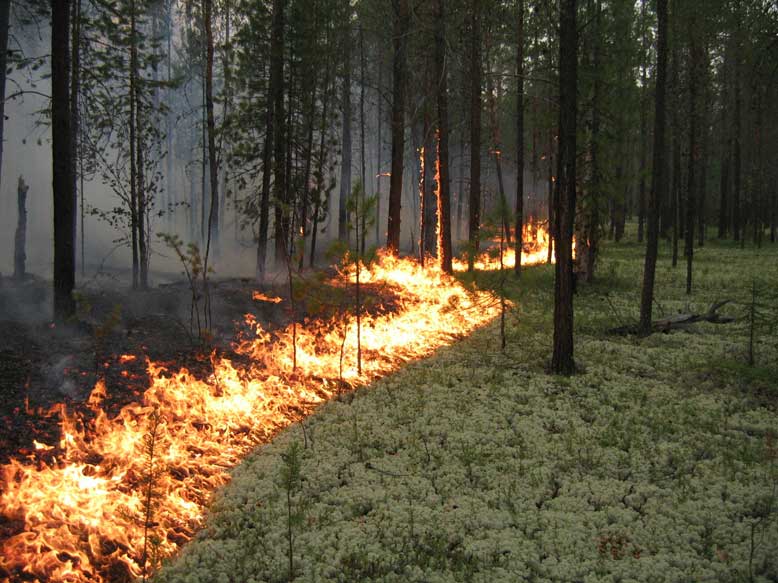 Все основания для пожаров в Беляевских лесах