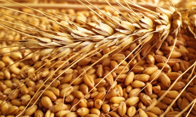 В Оренбуржье собрали уже два миллиона тонн зерна