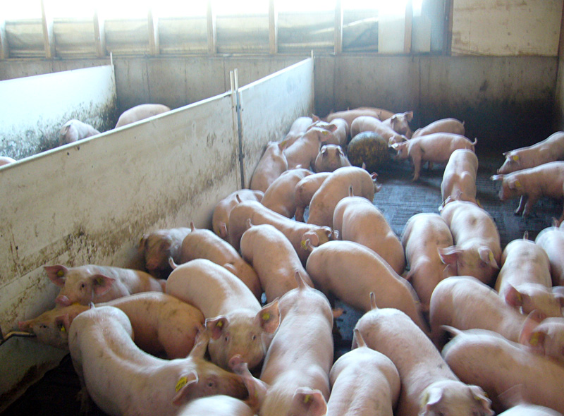 За год поголовье свиней выросло на 20 процентов