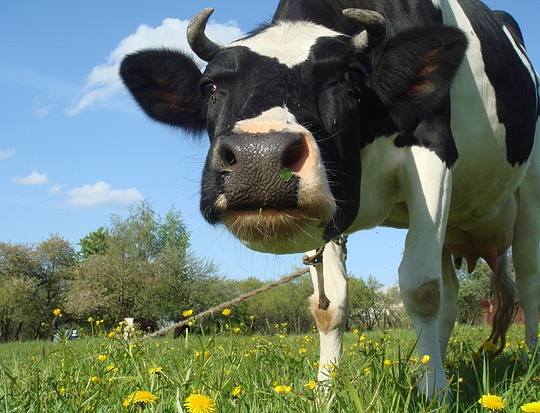 В Оренбургской области обнаружена вспышка лейкоза у коров