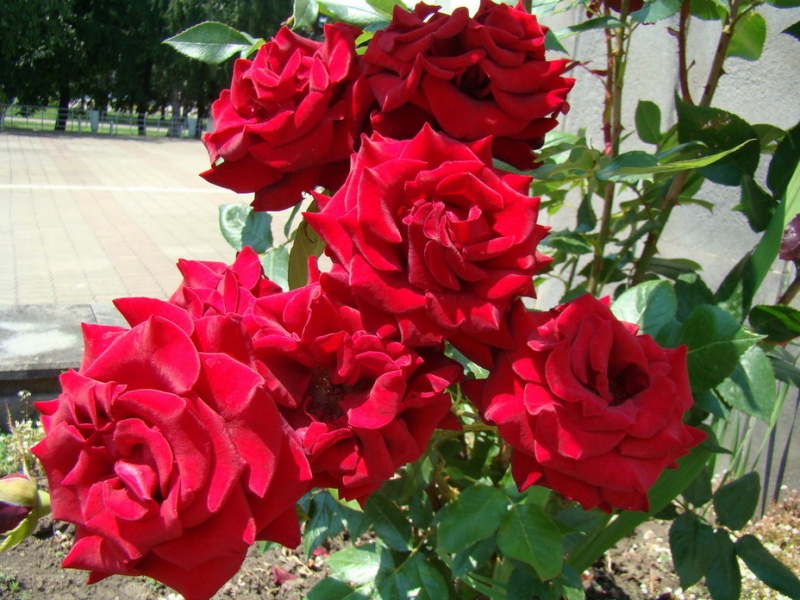 Оренбуржец похитил с клумбы 22 розы, чтобы позвать девушку замуж 