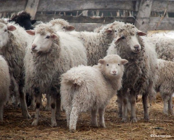 66 овец ищут уже четвертые сутки