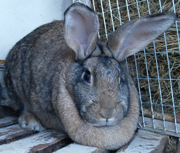 СИЗО Орска заявил о закупке кроликов-великанов