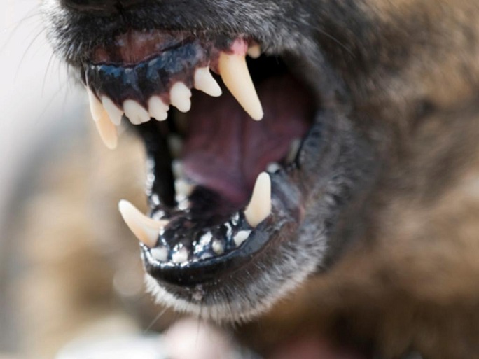 В Новотроицке владелец собаки, напавшей на человека, заплатит пострадавшей 20 тысяч рублей