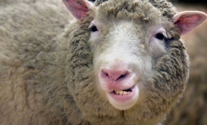 В Курманаевском районе двое мужчин украли овцу, чтобы купить спиртное