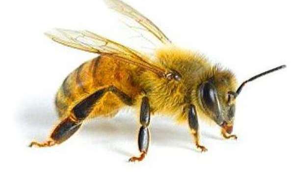 В Оренбуржье от укусов пчел умер человек