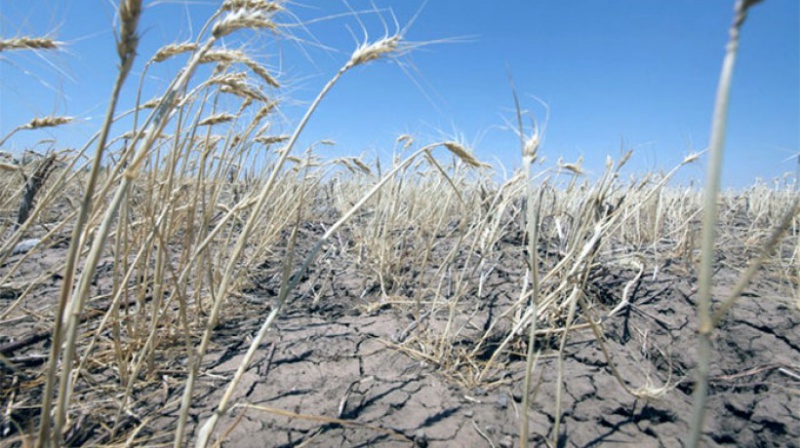 Минсельхоз России поможет региону преодолеть потери от засухи