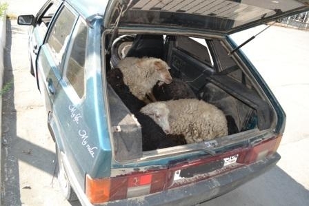 В Оренбургской области украли отару овец