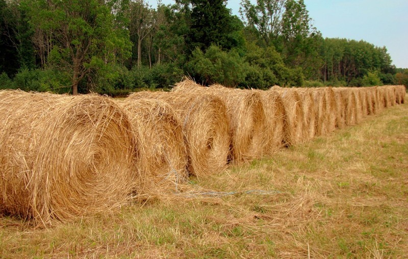 АПК: в хозяйствах области идет заготовка сена
