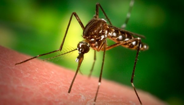 В пригороде Оренбурга борются с личинками комаров