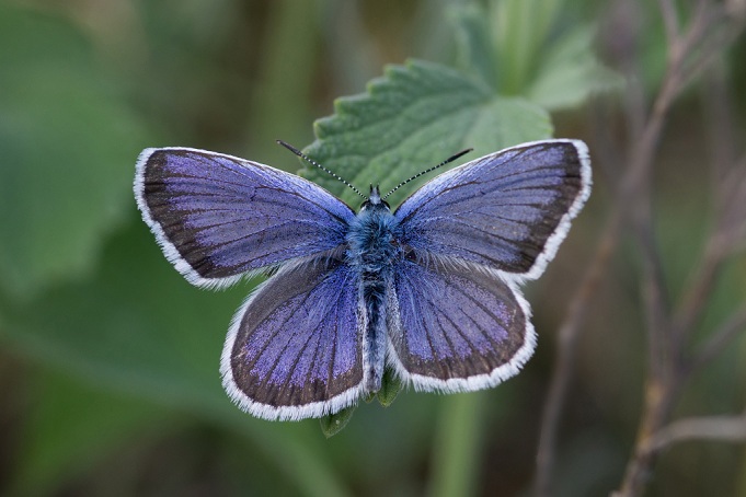 В Оренбуржье нашли редкую бабочку