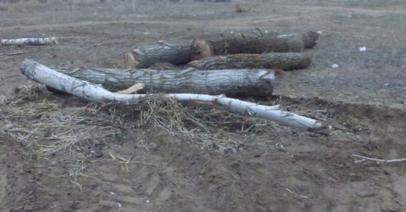 В Соль-Илецке местный житель незаконно вырубил 52 тополя