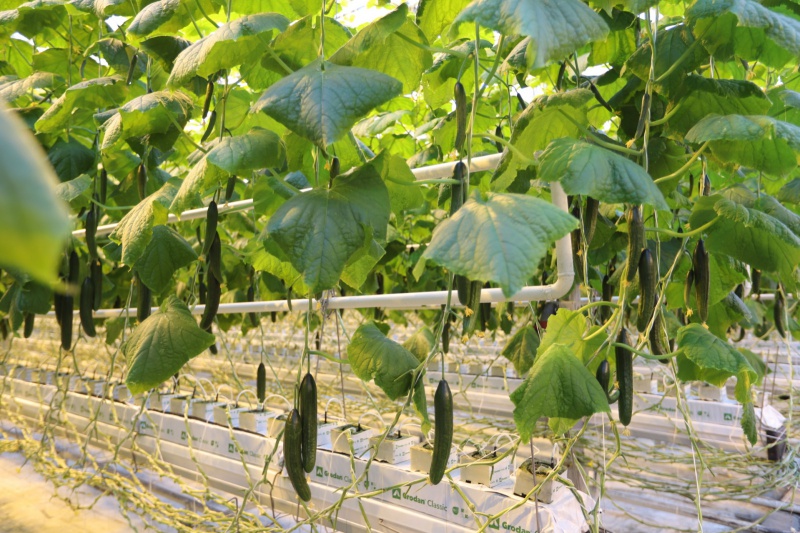 В «Кушкульских теплицах» увеличат производство овощей