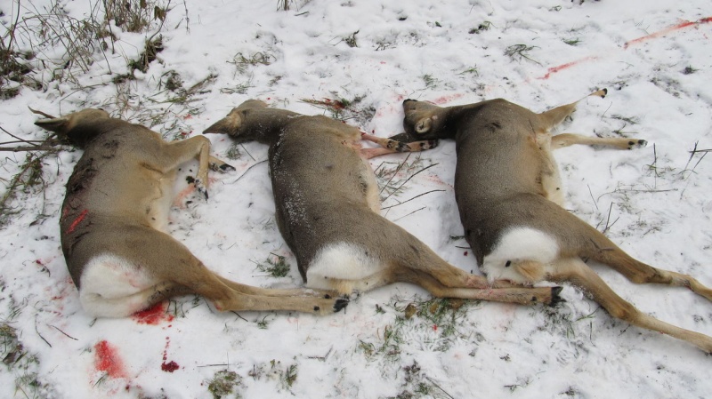 В Оренбуржье поймали браконьера, застрелившего трех косуль