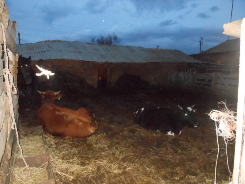 В Саракташском районе местный житель украл у односельчанина корову