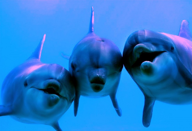 Сегодня – День защиты морских млекопитающих