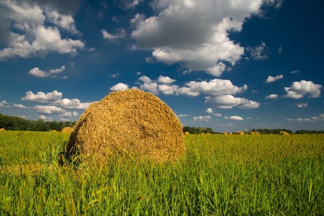 Местный житель украл с поля 200 килограммов сена