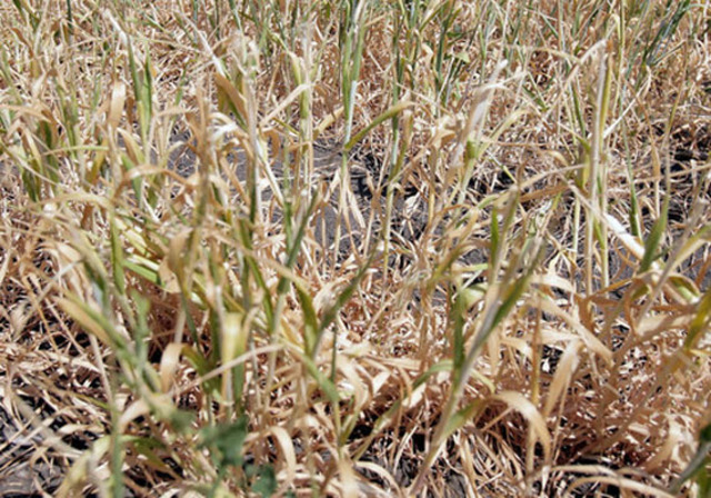 В связи с засухой минсельхоз области принимает экстренные меры