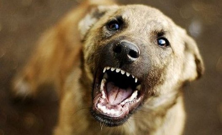 В Орске годовалую девочку укусила соседская собака