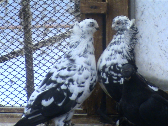 Житель Караванного прикармливал породистых голубей коноплей