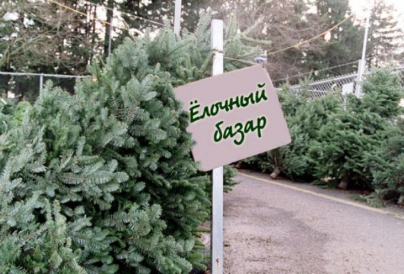 Оренбуржцы начинают активно покупать елки