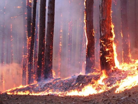 Житель Бузулука спас лес от пожара, не дожидаясь пожарных 