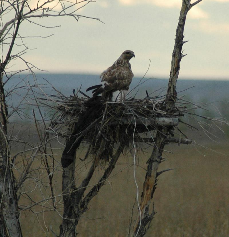 В Ульяновске спасают степного орла из Оренбуржья