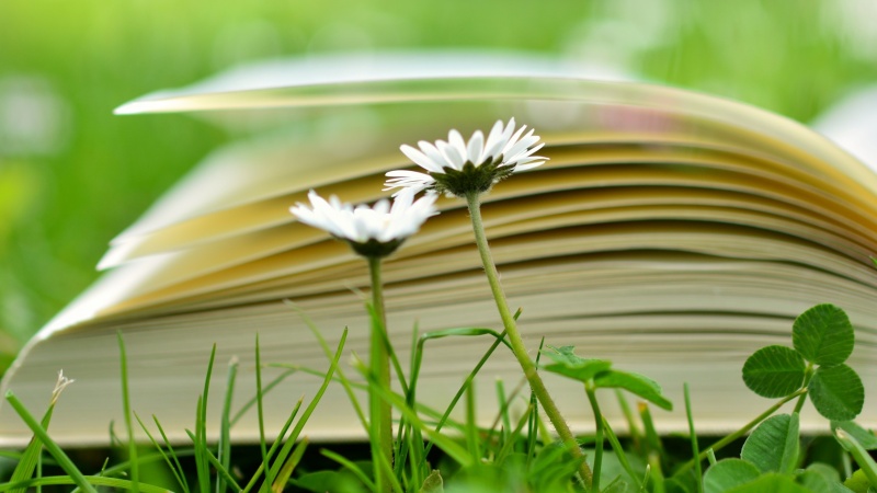В Оренбурге библиотеки откроют читальный зал на траве