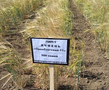 Аграрии Оренбуржья обсудили технологию выращивания твердых и сильных сортов яровой пшеницы 
