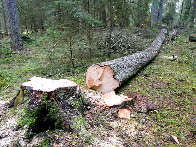 В Оренбуржье работник теплицы срубил деревья более чем на 100 тысяч рублей