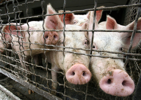 В Орске зафиксированы случаи свиного гриппа