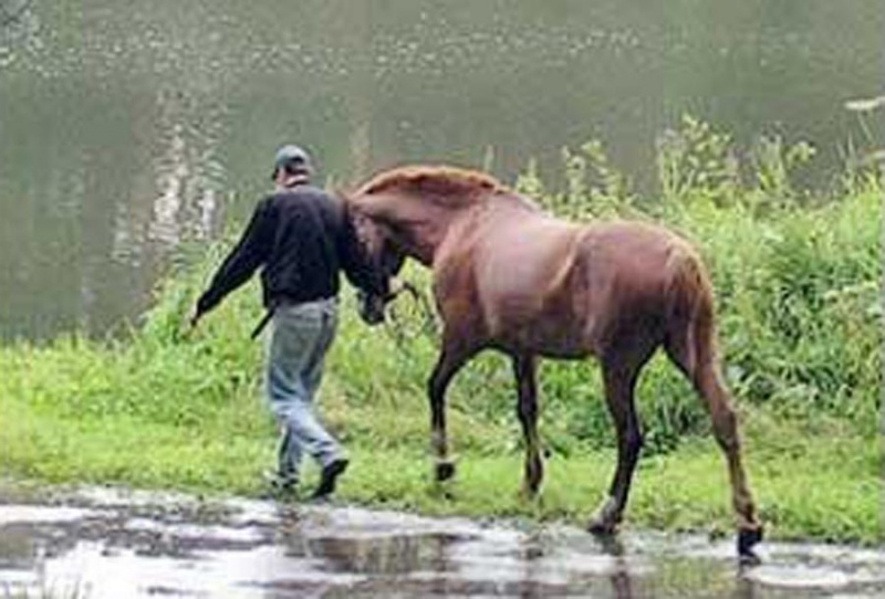 В Соль-Илецке мужчина украл лошадей у соседей