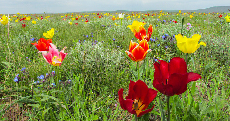 Население Оренбуржья просят не рвать редкие цветы