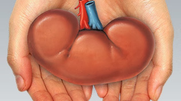 Трансплантация донорских органов успешно развивается в Оренбуржье
