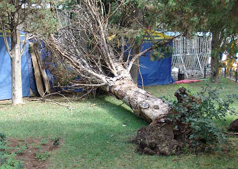 В Оренбуржье на ребенка упало дерево