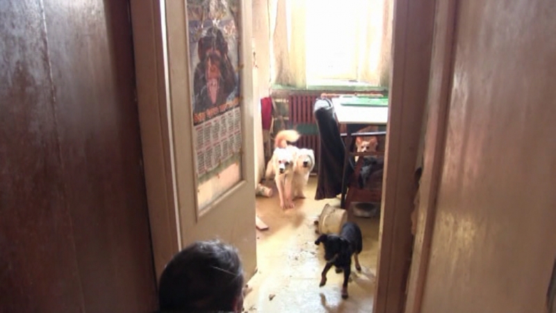 26 собак были заперты в квартире на ул. Ноябрьской Оренбурга