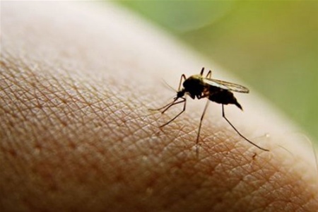 В Оренбурге ожидают нашествие комаров	