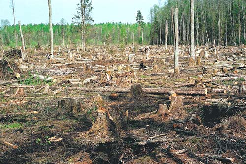 В Илеке незаконно рубили лес