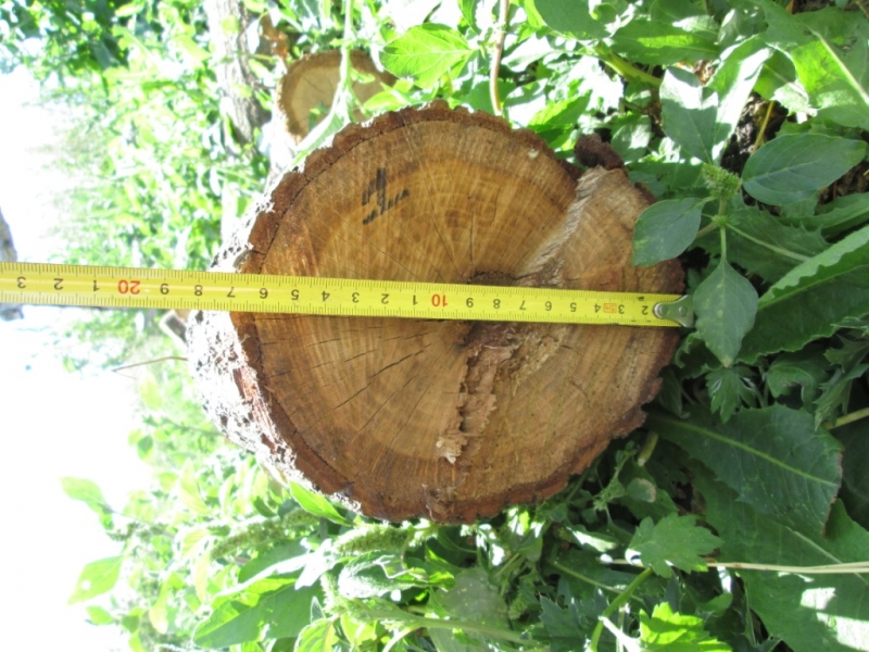Житель Абдулино незаконно вырубал деревья