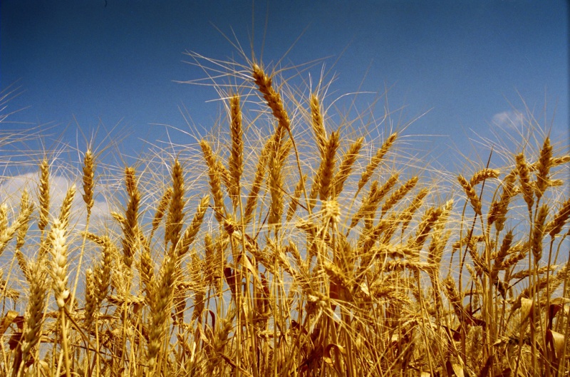 Новый урожай - первый миллион тонн зерна собран в Оренбуржье