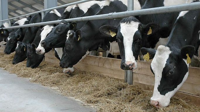 В Новосергиевском районе завтра откроется молочная ферма 