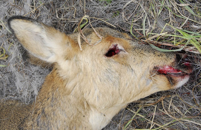 В Кувандыкском районе поймали браконьера