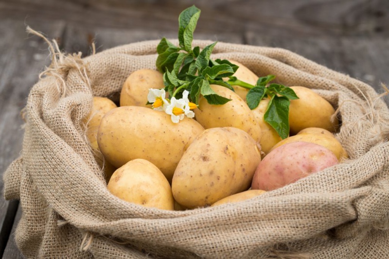 Оренбуржцев предупредили о вреде избыточного потребления картофеля