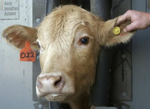 В Оренбуржье коровам имплантируют чипы