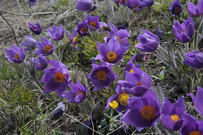 Тюльпаны оренбургской степи (фоторепортаж)