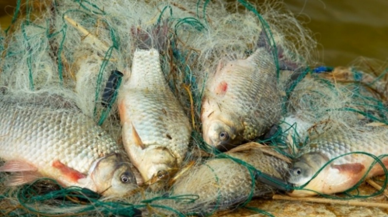 В Ясном местный житель незаконно выловил рыбы на 3 тысячи рублей