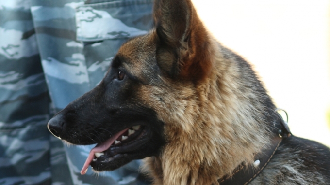 В Оренбурге служебный пес помог раскрыть кражу мультиварки